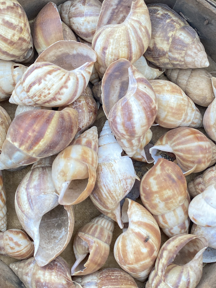 Snail, shot at a local retailers table in zaria