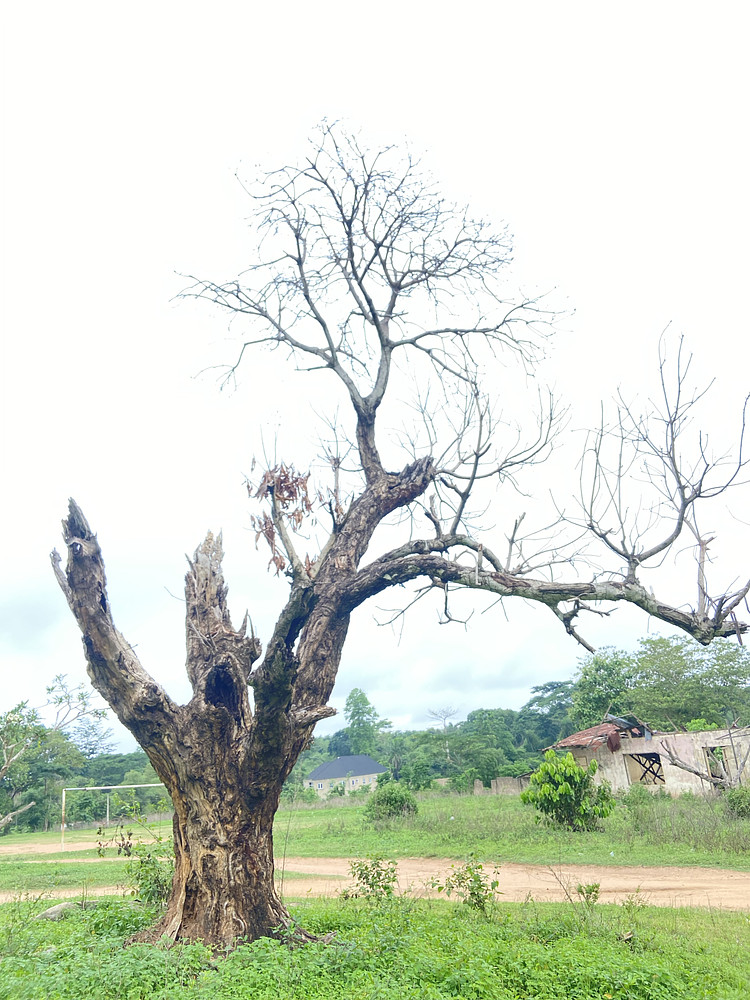 Dead Trees