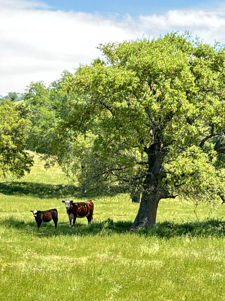 California Cows