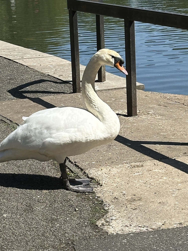 Solo Swan