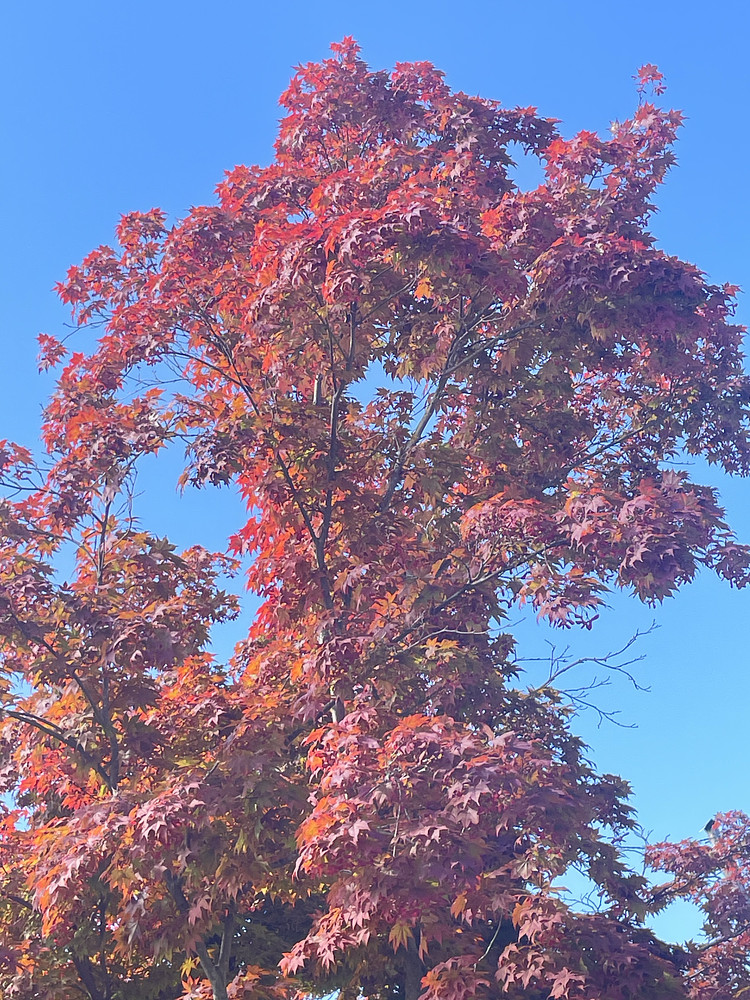 S Tree