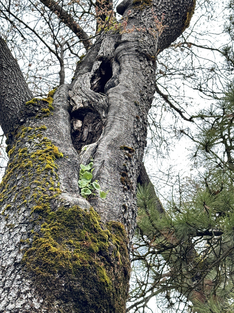 Tree of Life 