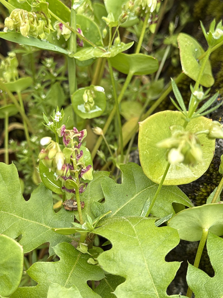 Miners Lettuce