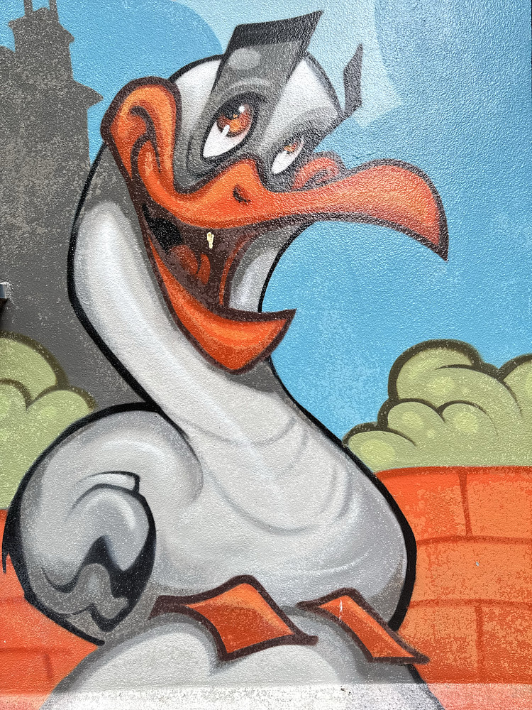 Laughing Gull