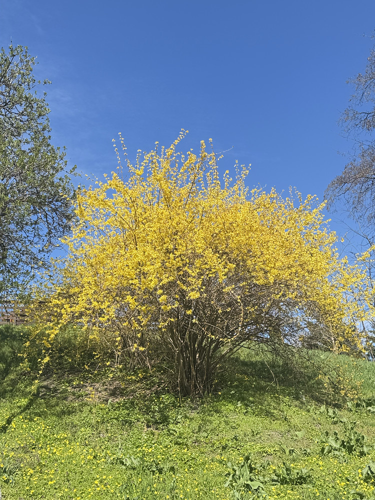 Bloom #2