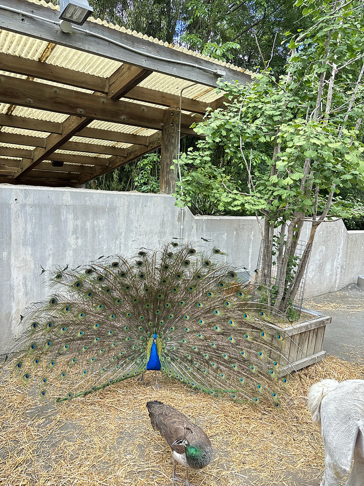 Peacocking 
