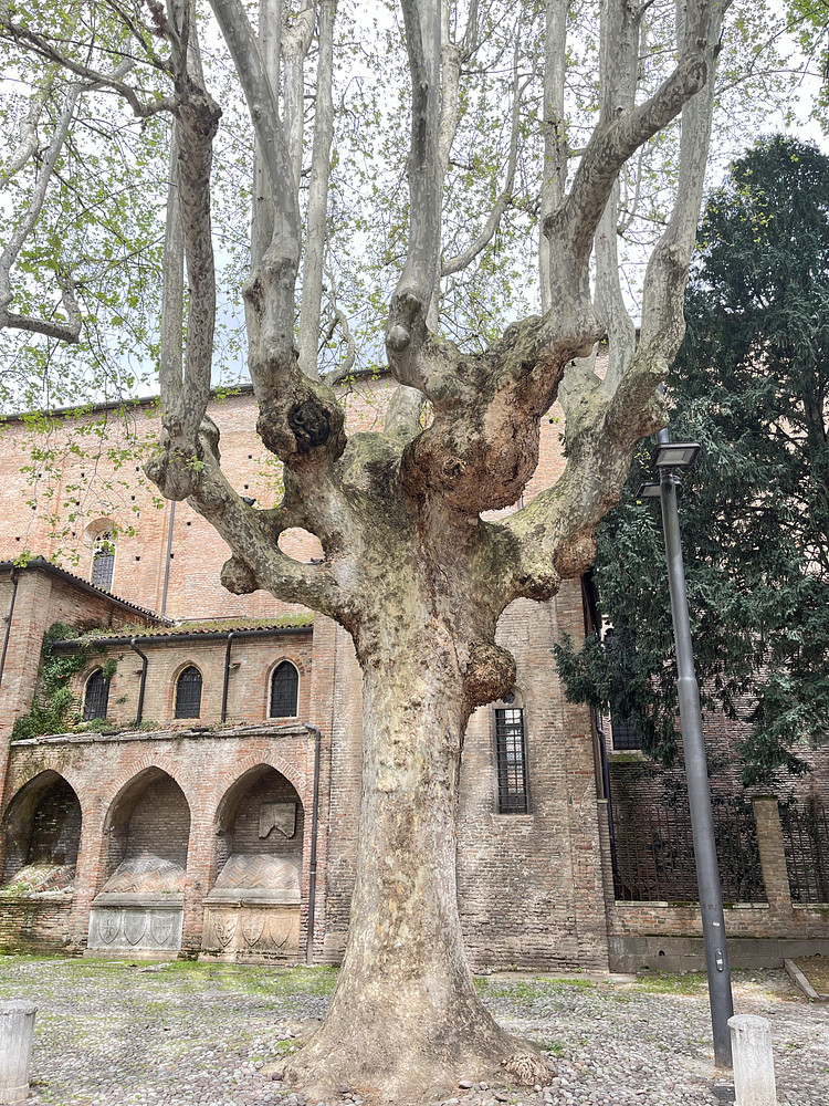 Giant tree