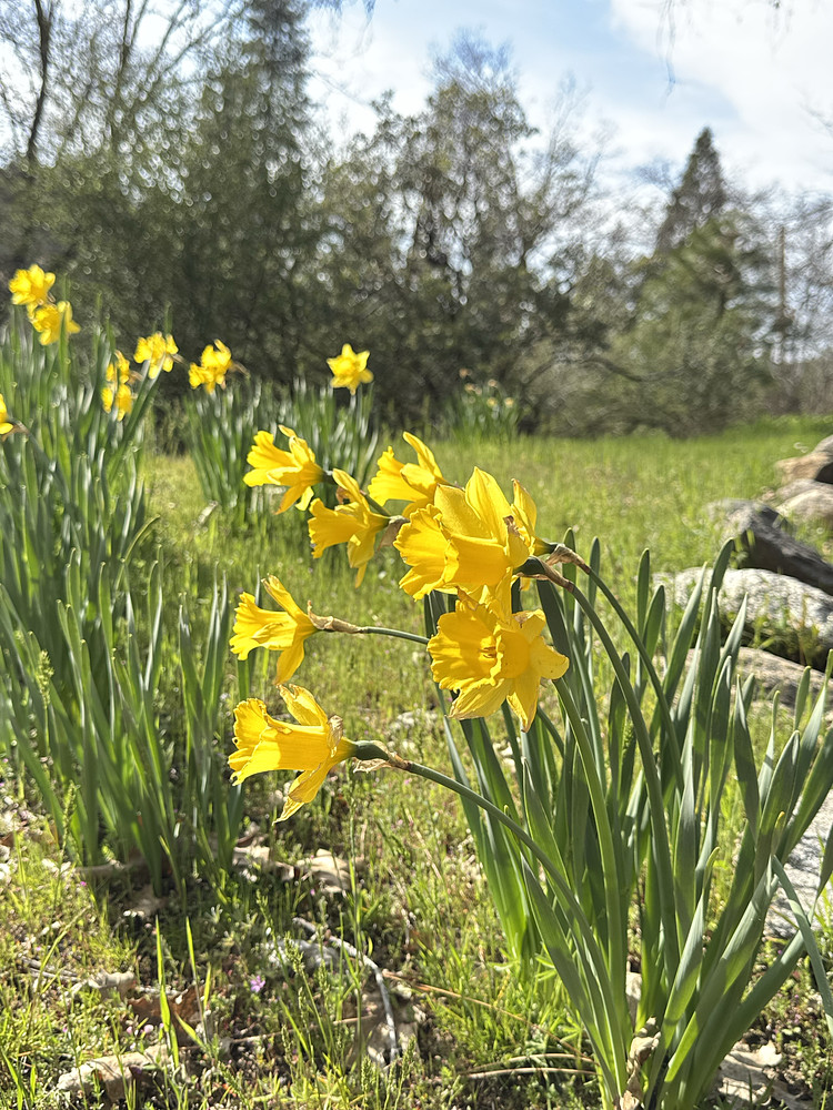 Spring day 