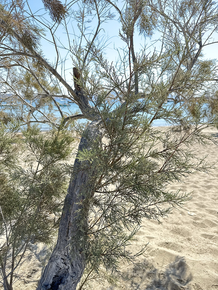 Lonely tree