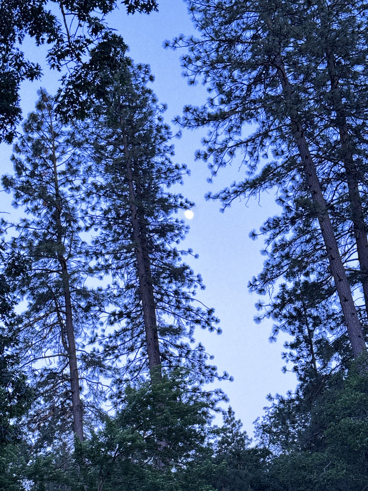 Moon Rising 