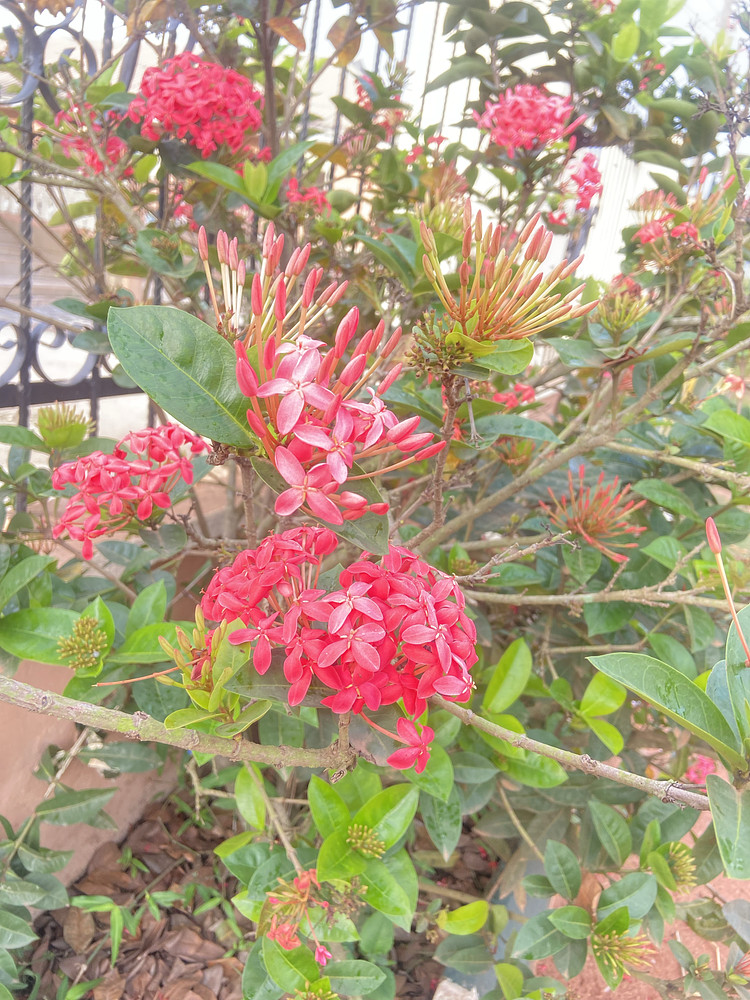Bloom(flower)
