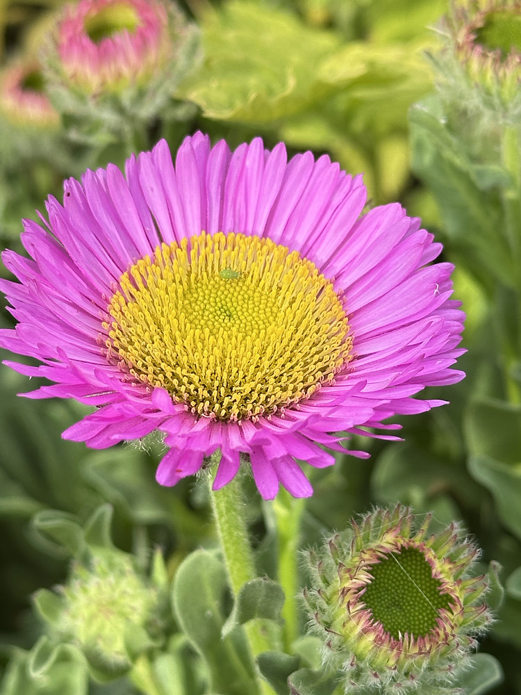 Pink Splendour